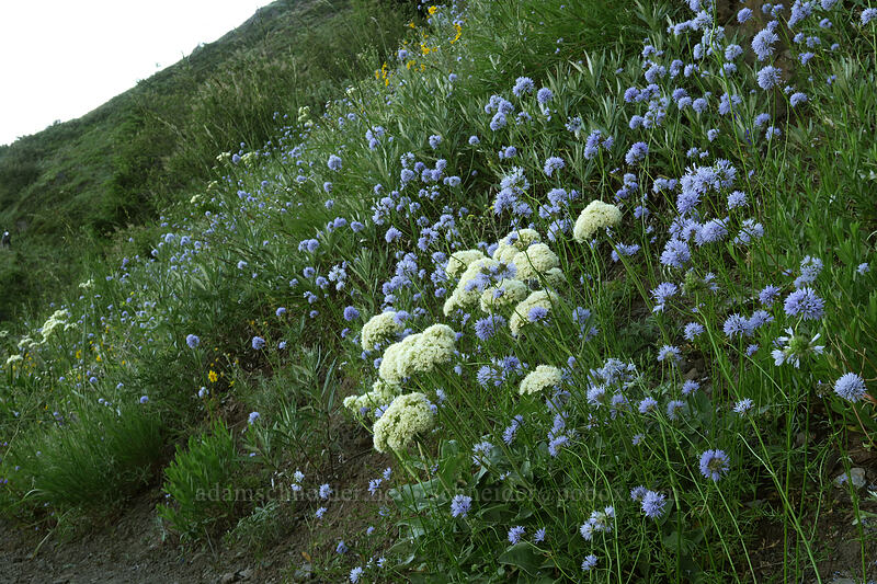 heart-leaf buckwheat & blue-head gilia (Eriogonum compositum, Gilia capitata) [Bald Mountain, Mt. Hood Wilderness, Clackamas County, Oregon]