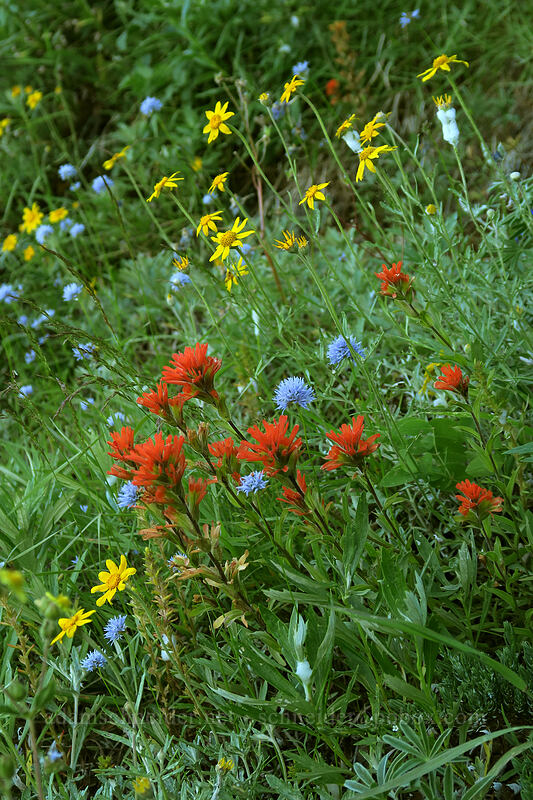 paintbrush, gilia, & Oregon sunshine (Castilleja hispida, Gilia capitata, Eriophyllum lanatum) [Bald Mountain, Mt. Hood Wilderness, Clackamas County, Oregon]