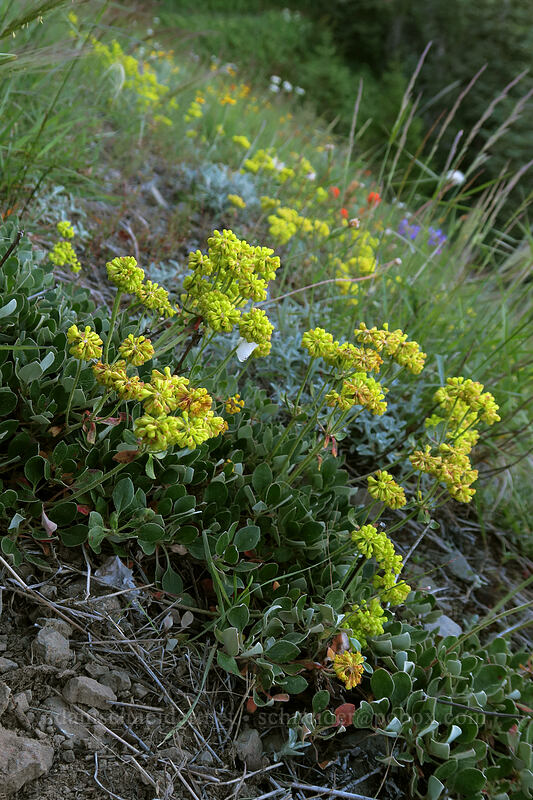 sulphur-flower buckwheat (Eriogonum umbellatum) [Bald Mountain, Mt. Hood Wilderness, Clackamas County, Oregon]