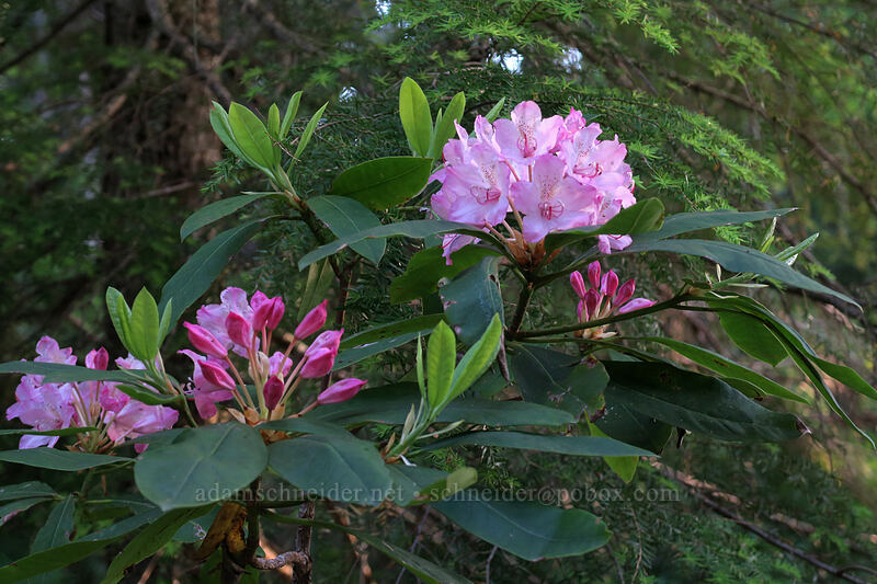 Pacific rhododendron (Rhododendron macrophyllum) [Top Spur Trail, Mt. Hood National Forest, Clackamas County, Oregon]