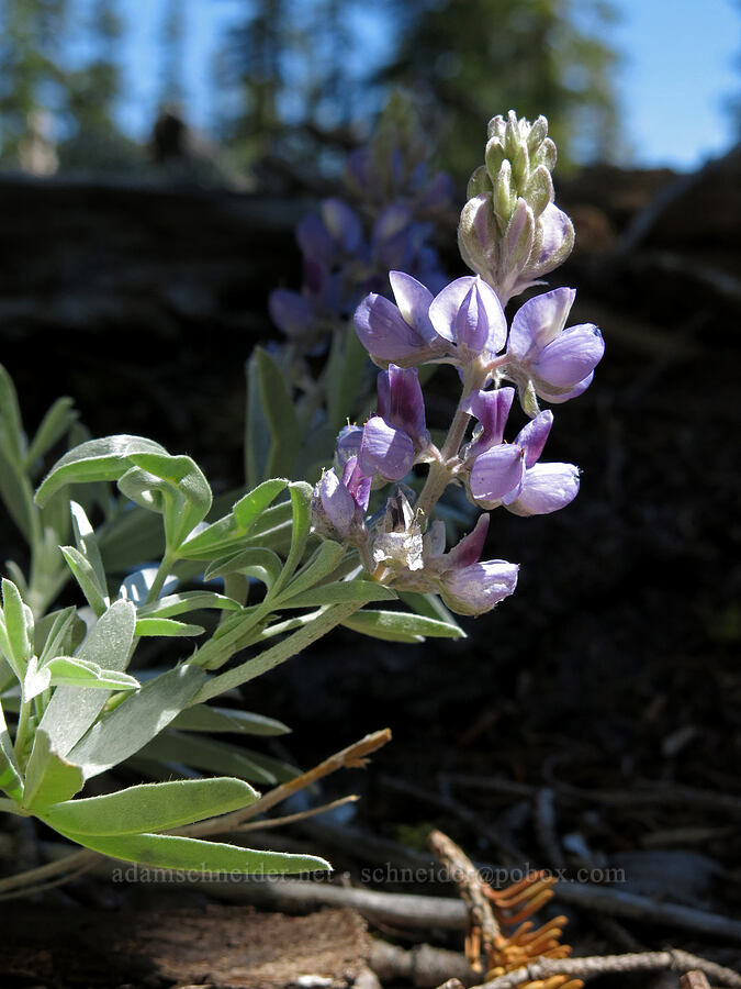 satin lupine (Lupinus obtusilobus) [Clear Creek Trail, Mount Shasta Wilderness, Siskiyou County, California]
