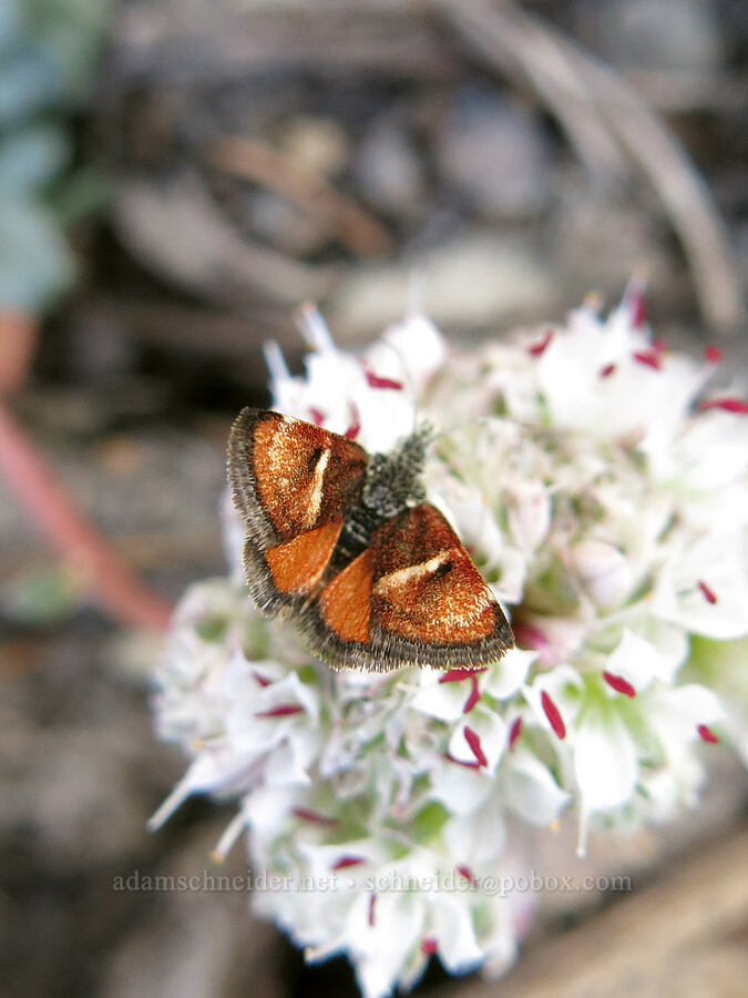 Gyros moth on pussy-paws (Gyros muirii, Calyptridium monospermum (Cistanthe monosperma)) [Clear Creek Trail, Mount Shasta Wilderness, Siskiyou County, California]