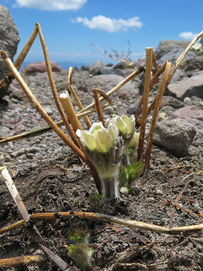 western pasqueflower (Anemone occidentalis (Pulsatilla occidentalis)) [Clear Creek Trail, Mount Shasta Wilderness, Siskiyou County, California]