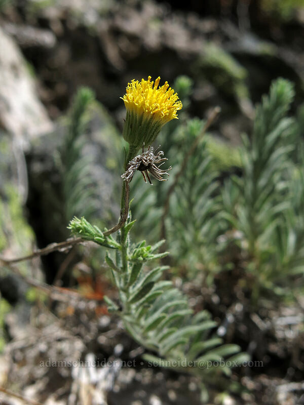 Klamath rock daisy (Erigeron petrophilus var. viscidulus) [Mt. Hubris, Castle Crags Wilderness, California]