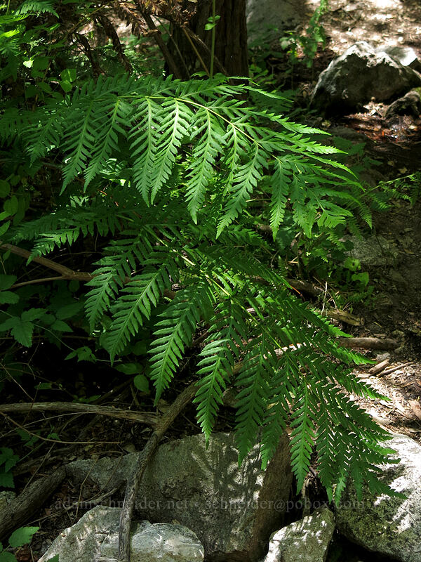 giant chain fern (Woodwardia fimbriata) [Indian Springs, Castle Crags Wilderness, California]