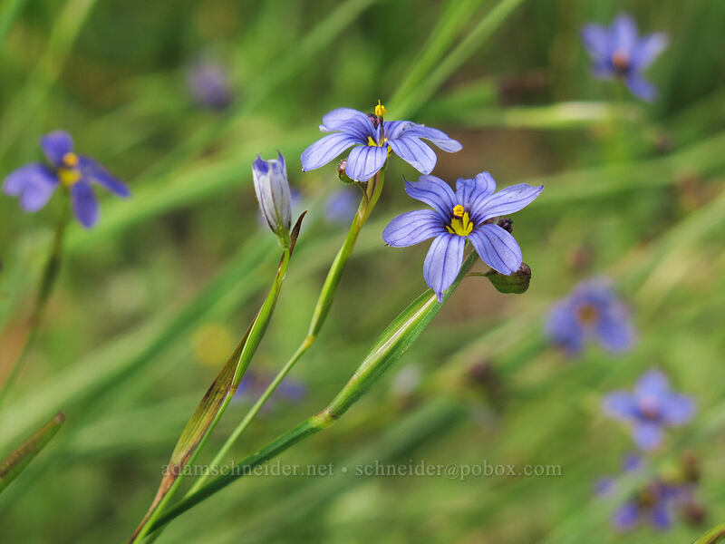 blue-eyed grass (Sisyrinchium bellum) [Horse Heaven Meadows, Shasta-Trinity National Forest, California]
