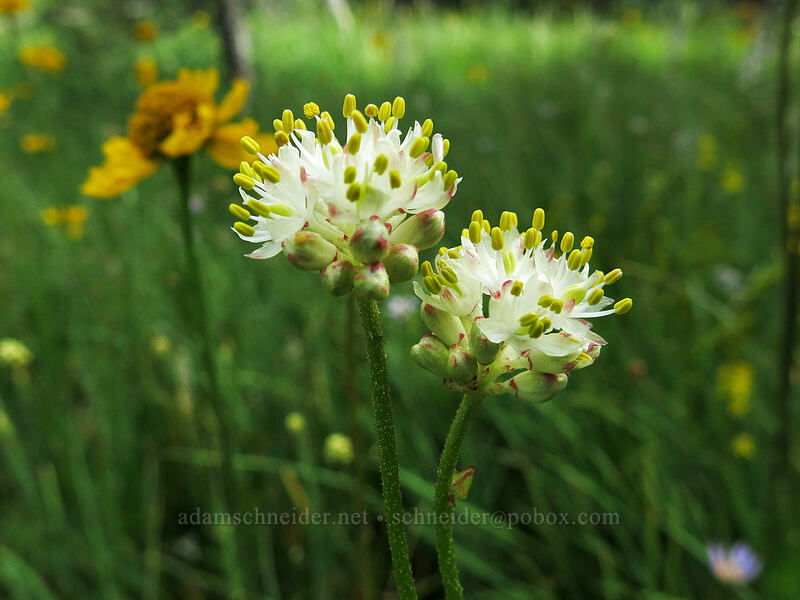 western false asphodel (Triantha occidentalis ssp. occidentalis (Tofieldia glutinosa var. occidentalis)) [Horse Heaven Meadows, Shasta-Trinity National Forest, California]