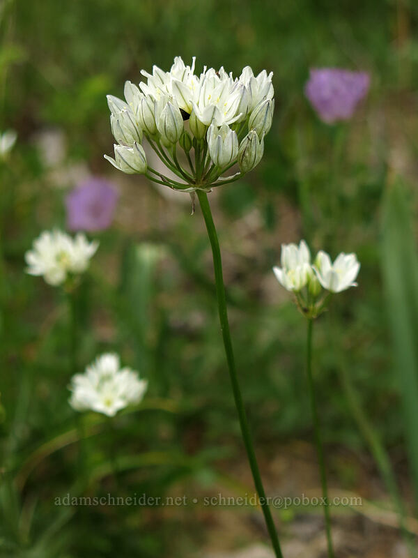 white brodiaea (wild hyacinth) (Triteleia hyacinthina) [Forest Road 26, Shasta-Trinity National Forest, California]