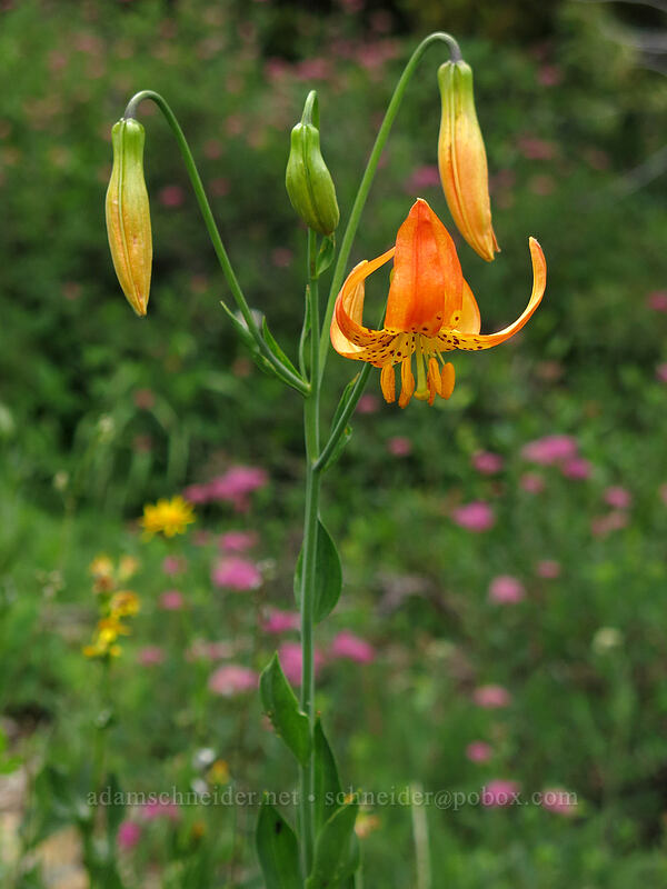 leopard lily (Lilium pardalinum) [Forest Road 26, Shasta-Trinity National Forest, California]
