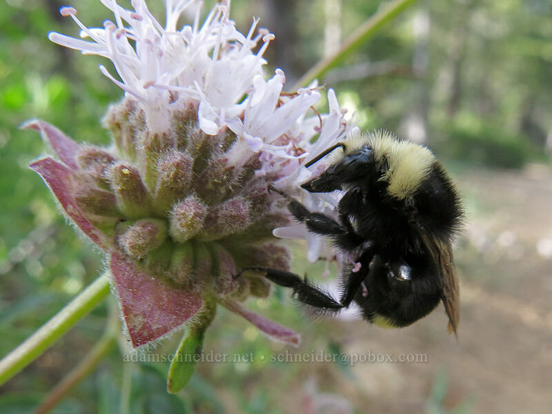 bumblebee on coyote-mint (Bombus sp., Monardella odoratissima) [Gumboot Trail, Shasta-Trinity National Forest, California]