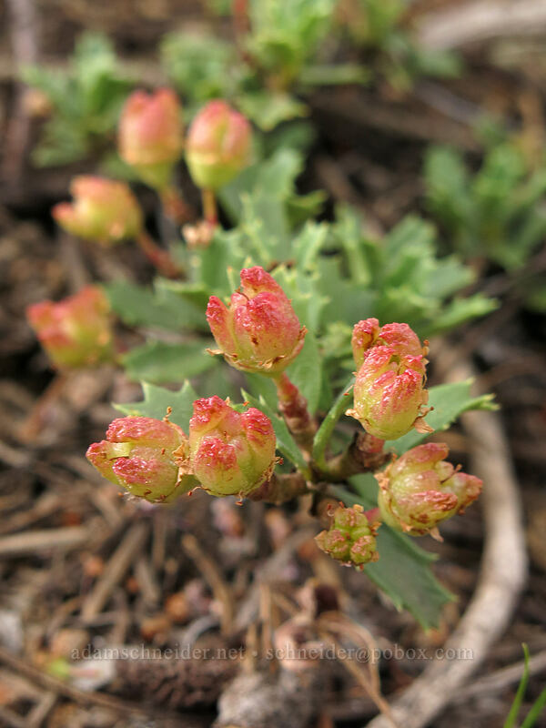 mahala mat seeds/fruit (Ceanothus prostratus) [Gumboot Trail, Shasta-Trinity National Forest, California]