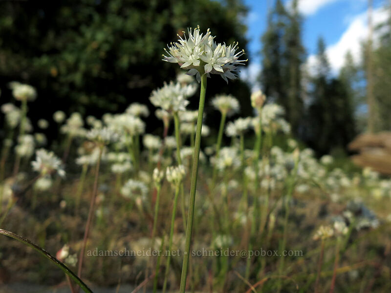 narrow-leaf onions (Allium amplectens) [Upper Gumboot Lake, Shasta-Trinity National Forest, California]