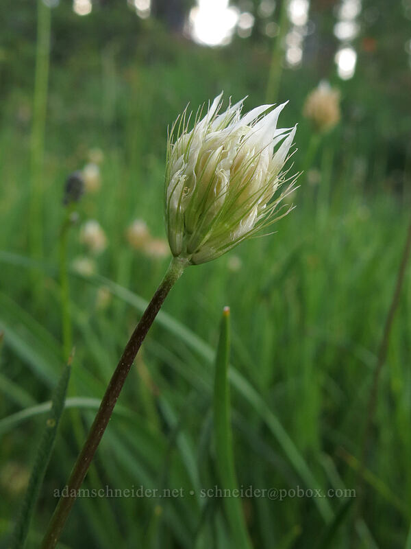 Elmer's clover (Trifolium longipes ssp. elmeri) [Gumboot Lake, Shasta-Trinity National Forest, California]