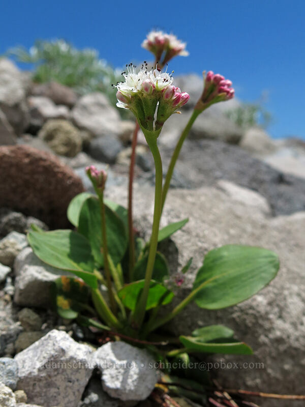 pumice buckwheat (Eriogonum pyrolifolium var. pyrolifolium) [Clear Creek Trail, Mount Shasta Wilderness, California]