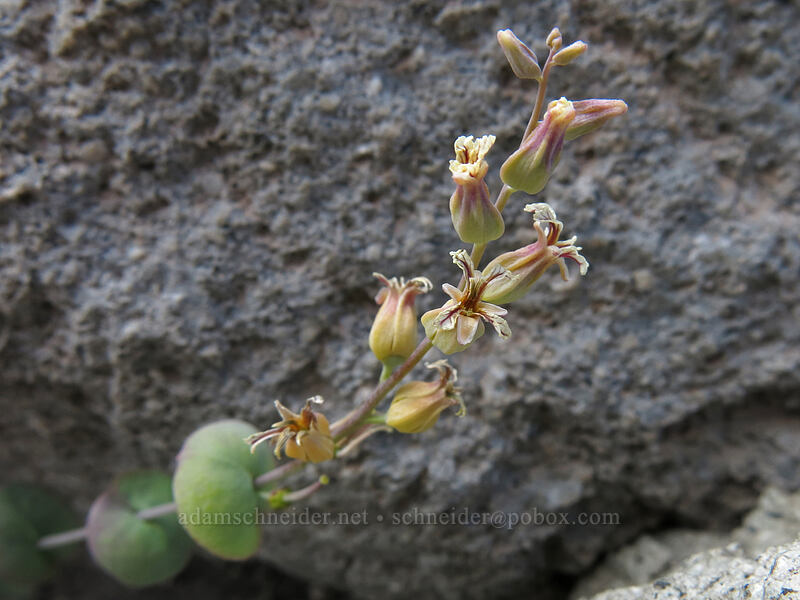 mountain jewel-flower (Streptanthus tortuosus) [north of Mud Creek Canyon, Mount Shasta Wilderness, California]