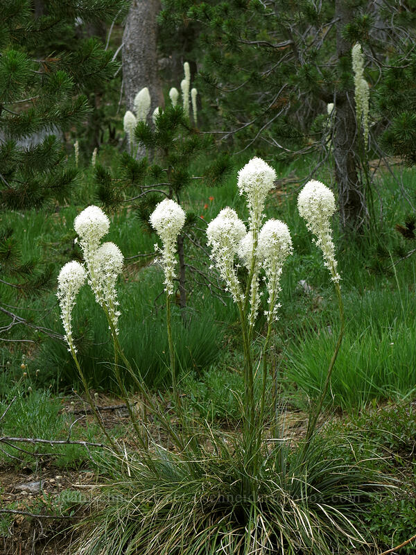 beargrass (Xerophyllum tenax) [Forest Road 17, Shasta-Trinity National Forest, California]