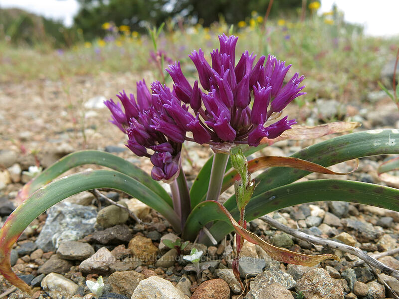 onion (Allium sp.) [Parks Creek Trailhead, Shasta-Trinity National Forest, California]