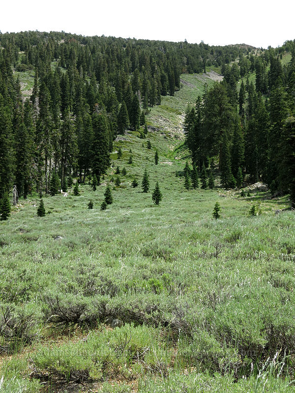 sagebrush hillside (Artemisia tridentata) [Deadfall Meadows, Shasta-Trinity National Forest, California]