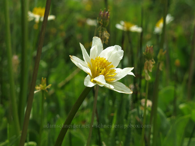 white marsh-marigold (Caltha leptosepala) [Deadfall Meadows, Shasta-Trinity National Forest, California]