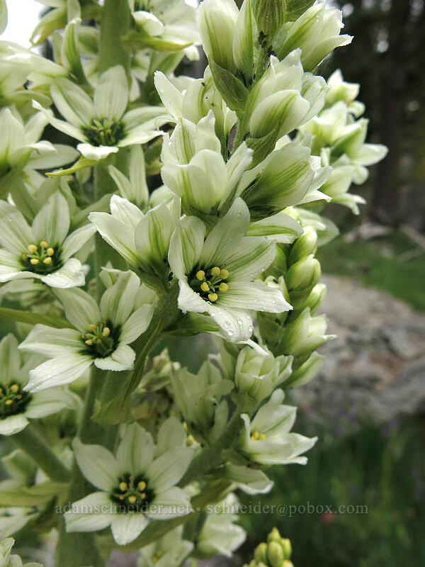corn lily (false hellebore) (Veratrum californicum) [Deadfall Meadows, Shasta-Trinity National Forest, California]