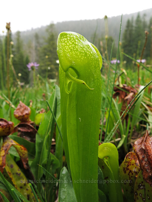 California pitcher plant (Darlingtonia californica) [Deadfall Meadows, Shasta-Trinity National Forest, California]