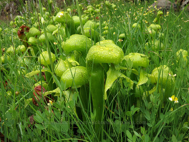 California pitcher plants (Darlingtonia californica) [Forest Road 17, Shasta-Trinity National Forest, California]