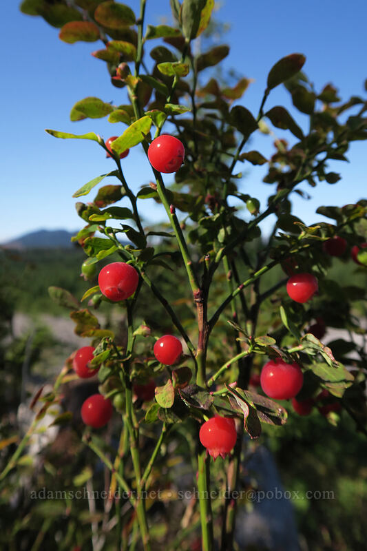 red huckleberries (Vaccinium parvifolium) [Ape Canyon Trail, Mt. St. Helens National Volcanic Monument, Skamania County, Washington]