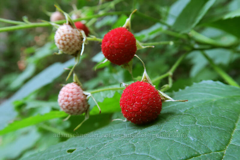 thimbleberries (Rubus parviflorus) [Ape Canyon Trail, Mt. St. Helens National Volcanic Monument, Skamania County, Washington]
