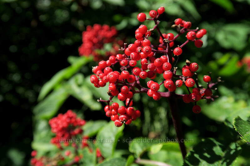 red elderberries (Sambucus racemosa) [Ape Canyon Trail, Mt. St. Helens National Volcanic Monument, Skamania County, Washington]