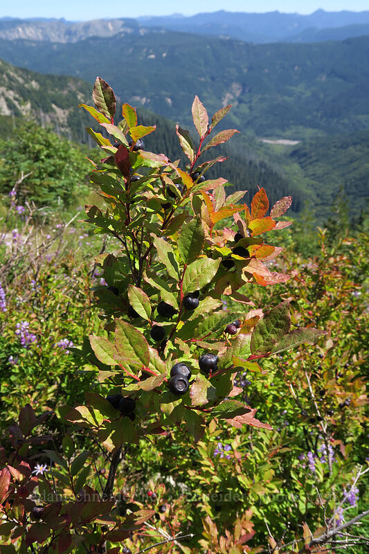 huckleberries (Vaccinium membranaceum) [Ape Canyon Trail, Mt. St. Helens National Volcanic Monument, Skamania County, Washington]