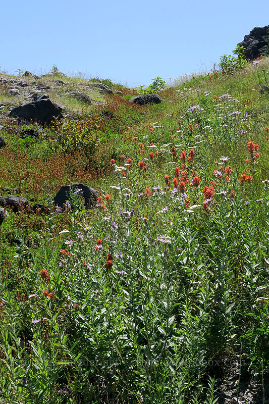 wildflowers [Ape Canyon Trail, Mt. St. Helens National Volcanic Monument, Skamania County, Washington]