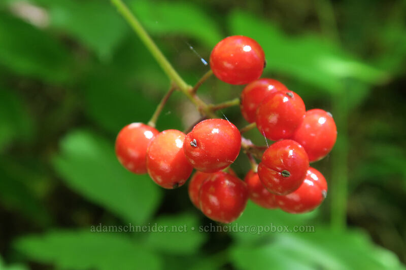 baneberries (Actaea rubra) [Ape Canyon Trail, Mt. St. Helens National Volcanic Monument, Skamania County, Washington]