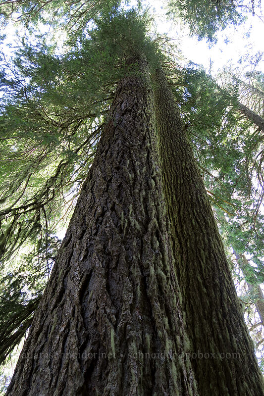 tall trees [Ape Canyon Trail, Mt. St. Helens National Volcanic Monument, Skamania County, Washington]