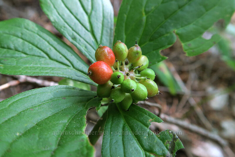 bunchberries (Cornus unalaschkensis (Cornus canadensis)) [Ape Canyon Trail, Mt. St. Helens National Volcanic Monument, Skamania County, Washington]
