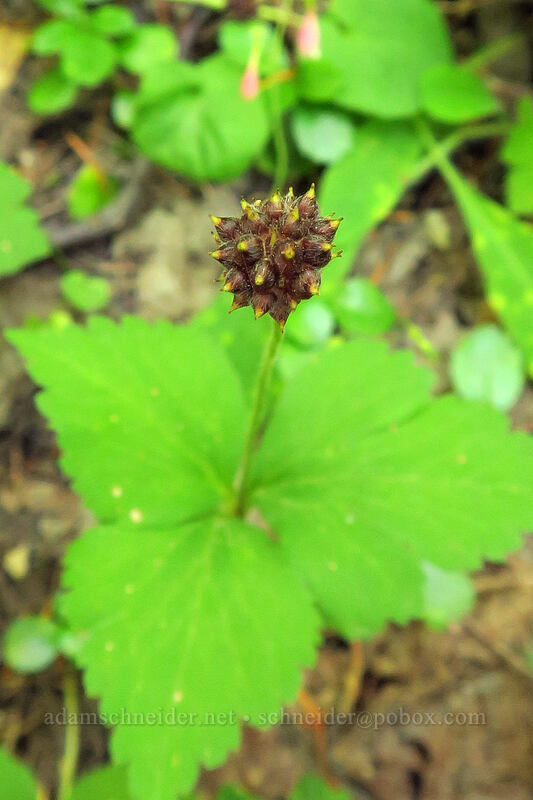 Columbia windflower seeds (Anemone deltoidea (Anemonastrum deltoideum)) [Ape Canyon Trail, Mt. St. Helens National Volcanic Monument, Skamania County, Washington]