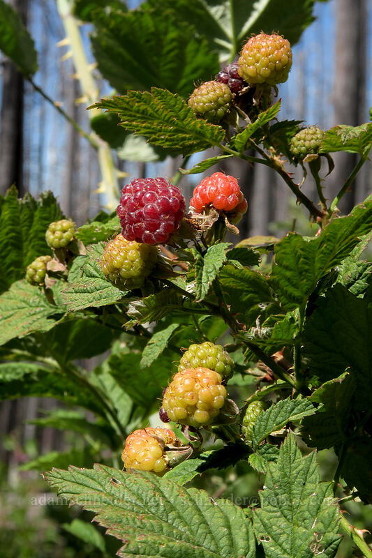 western raspberries (Rubus leucodermis) [Vista Ridge Trail, Mt. Hood Wilderness, Hood River County, Oregon]