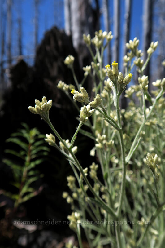 slender cudweed (Pseudognaphalium thermale (Gnaphalium canescens)) [Vista Ridge Trail, Mt. Hood Wilderness, Hood River County, Oregon]
