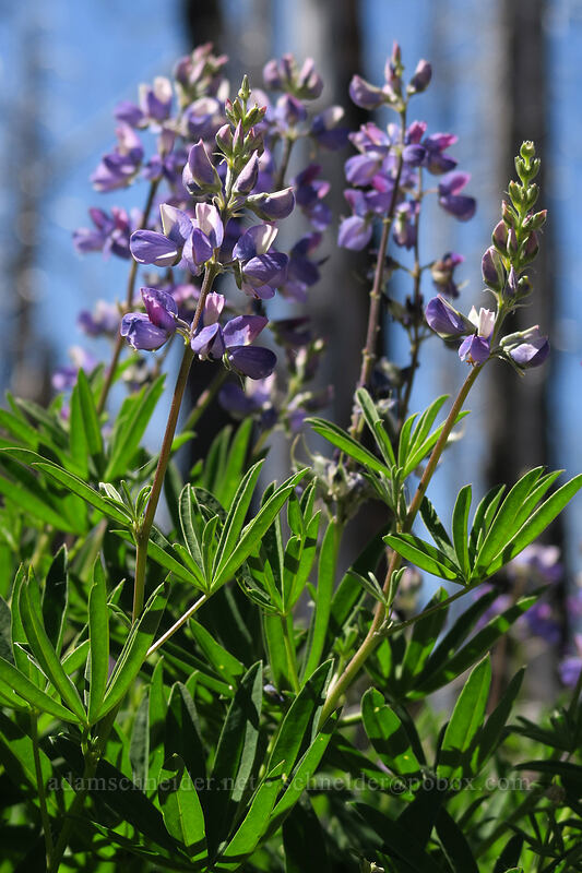 lupines (Lupinus latifolius) [Vista Ridge Trail, Mt. Hood Wilderness, Hood River County, Oregon]