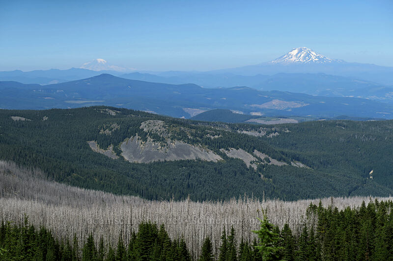 Mt. Rainier & Mt. Adams [Vista Ridge Trail, Mt. Hood Wilderness, Hood River County, Oregon]