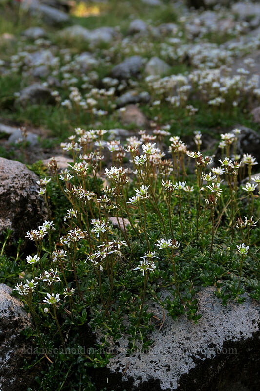 Tolmie's saxifrage (Micranthes tolmiei (Saxifraga tolmiei)) [Timberline Trail, Mt. Hood Wilderness, Hood River County, Oregon]