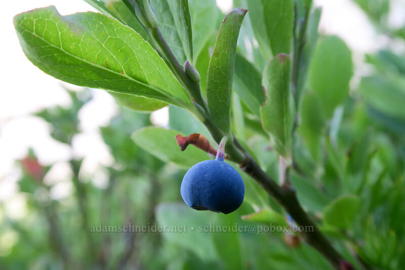 Cascade bilberry (blue-leaf huckleberry) (Vaccinium deliciosum) [Elk Cove, Mt. Hood Wilderness, Hood River County, Oregon]