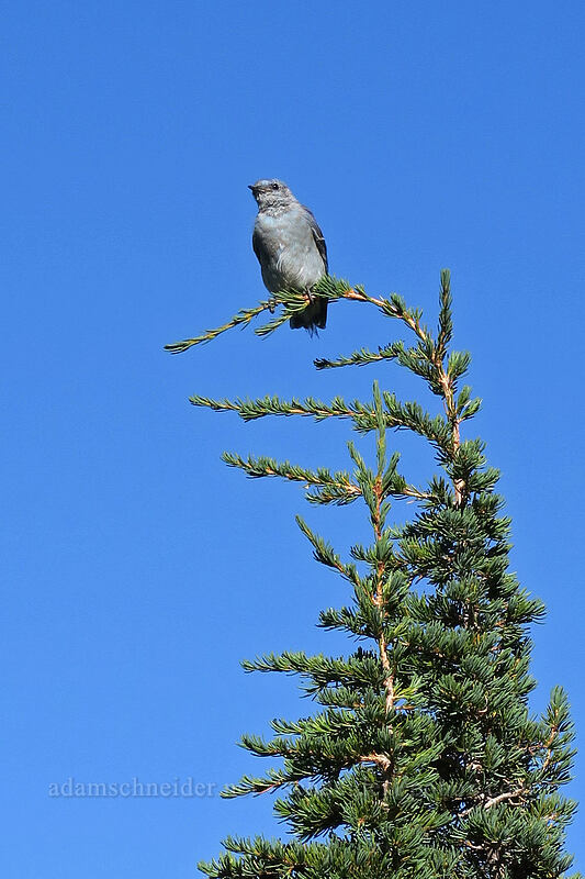 mountain bluebird on a mountain hemlock (Sialia currucoides, Tsuga mertensiana) [Elk Cove, Mt. Hood Wilderness, Hood River County, Oregon]