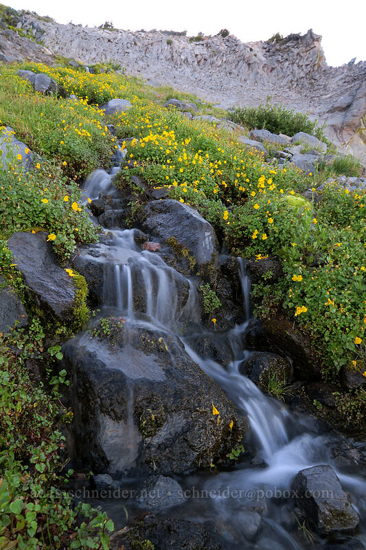 monkeyflower & cascades (Erythranthe tilingii (Mimulus tilingii)) [Elk Cove, Mt. Hood Wilderness, Hood River County, Oregon]