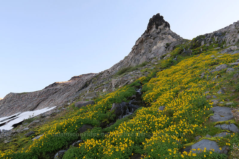 monkeyflower & a pinnacle (Erythranthe tilingii (Mimulus tilingii)) [Elk Cove, Mt. Hood Wilderness, Hood River County, Oregon]