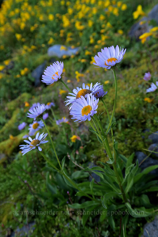 fleabane & monkeyflower (Erigeron glacialis var. glacialis, Erythranthe tilingii (Mimulus tilingii)) [Elk Cove, Mt. Hood Wilderness, Hood River County, Oregon]