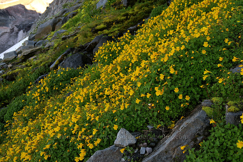 large mountain (Tiling's) monkeyflower (Erythranthe tilingii (Mimulus tilingii)) [Elk Cove, Mt. Hood Wilderness, Hood River County, Oregon]