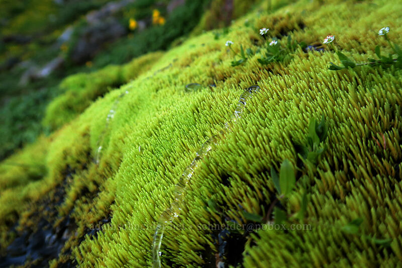 water drops on moss [Elk Cove, Mt. Hood Wilderness, Hood River County, Oregon]
