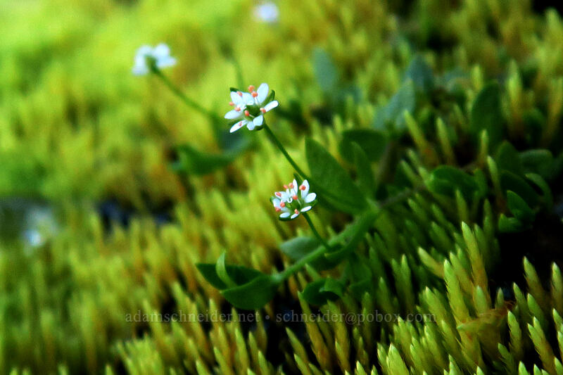 curled starwort (Stellaria crispa) [Elk Cove, Mt. Hood Wilderness, Hood River County, Oregon]