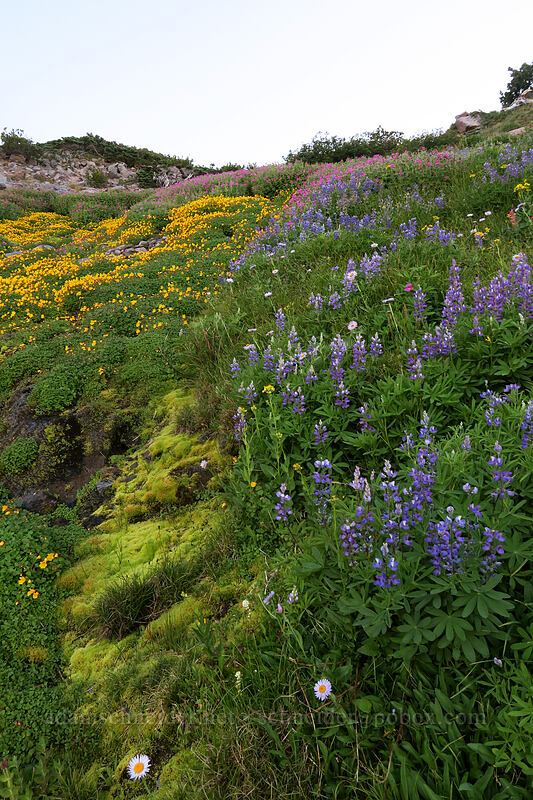 wildflowers (Lupinus latifolius, Erythranthe tilingii (Mimulus tilingii), Erythranthe lewisii (Mimulus lewisii), Erigeron glacialis var. glacialis) [Elk Cove, Mt. Hood Wilderness, Hood River County, Oregon]