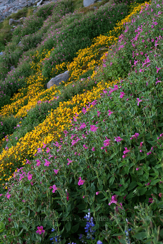 monkeyflower (Erythranthe tilingii (Mimulus tilingii), Erythranthe lewisii (Mimulus lewisii)) [Elk Cove, Mt. Hood Wilderness, Hood River County, Oregon]
